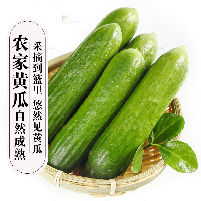 白底上放着一筐新鲜的东北小黄瓜