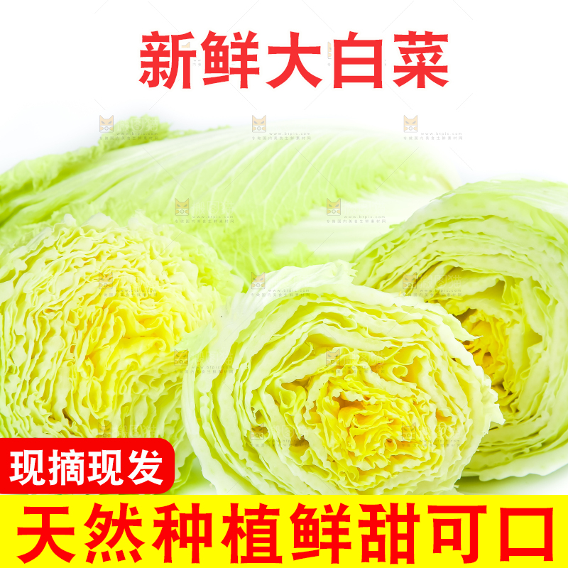 白底上放着大白菜