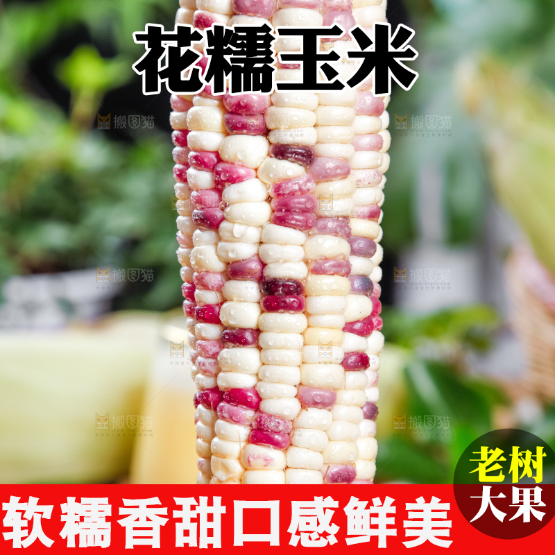 手里拿着剥皮的香甜糯玉米