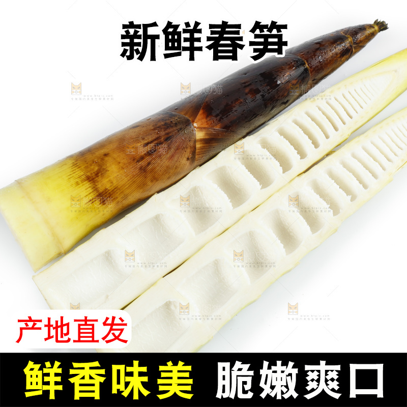 新鲜野生竹笋放在白底上