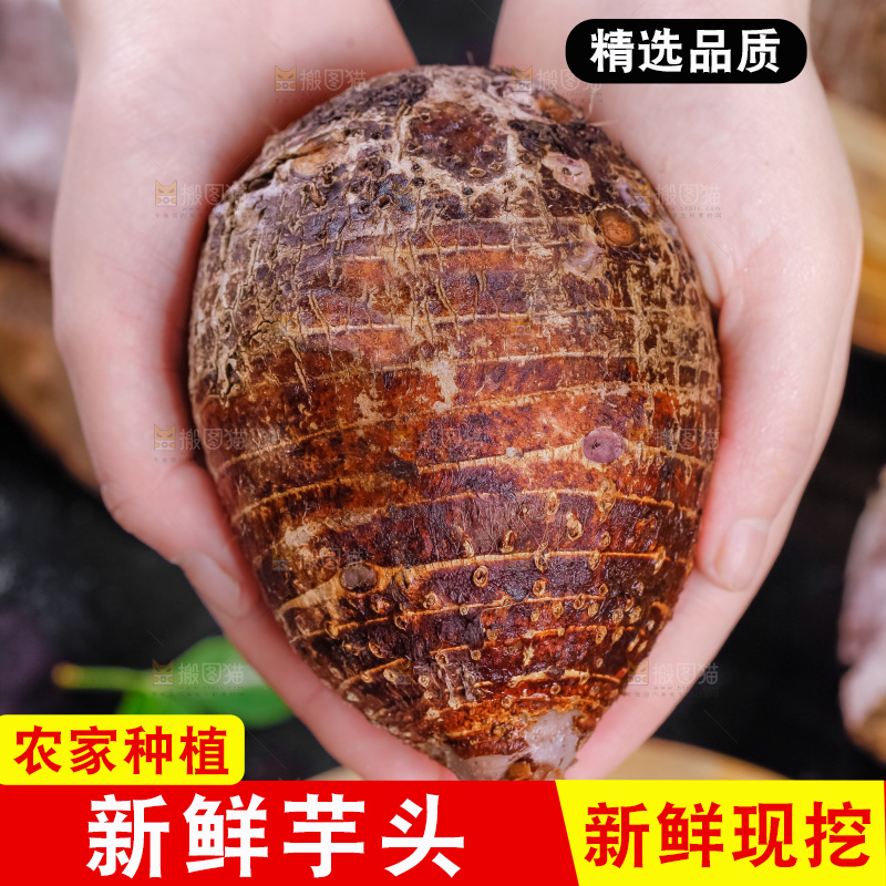 手里拿着大芋头