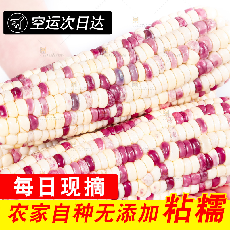 手里拿着剥皮的花玉米