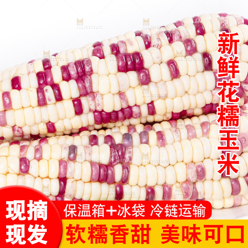 盘子里装着剥皮的广西花糯玉米