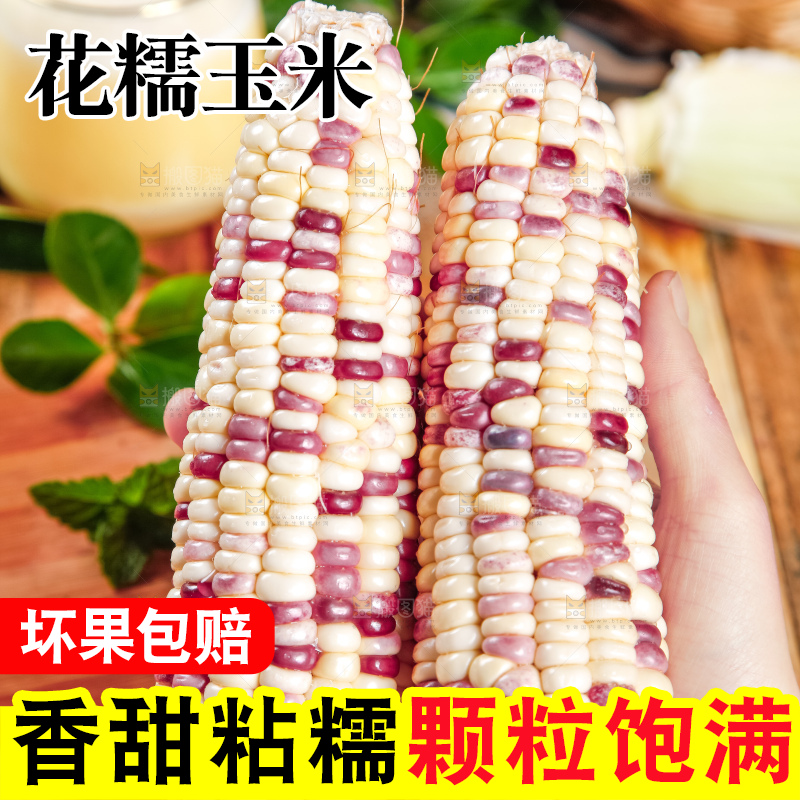 手里拿着剥皮的香甜糯玉米