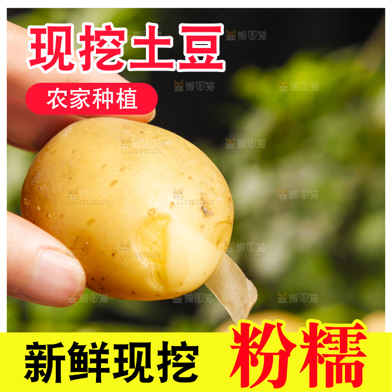 手里拿着云南小土豆