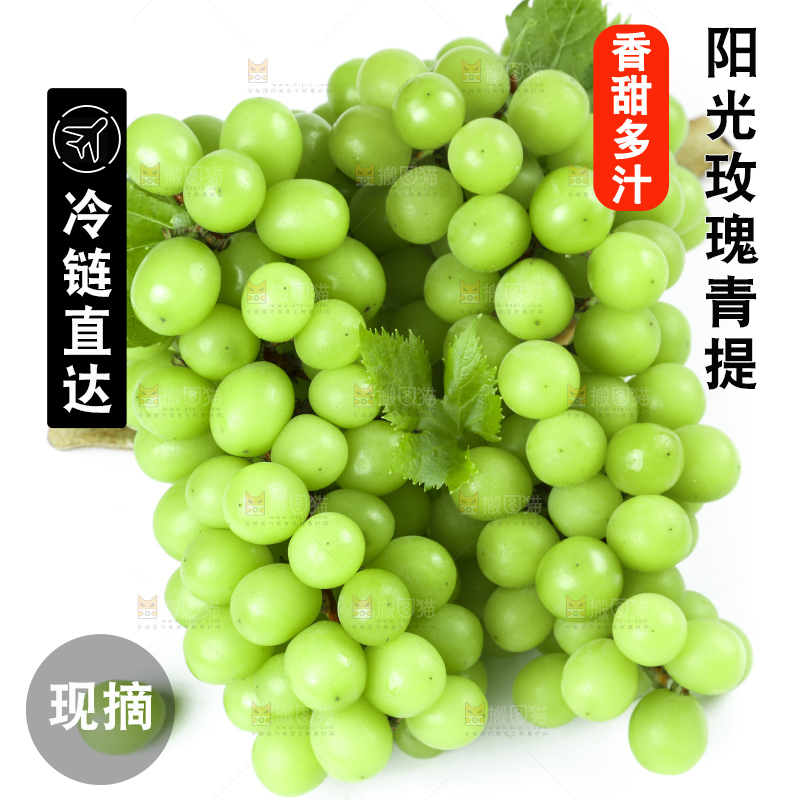 白底上放着阳光玫瑰
