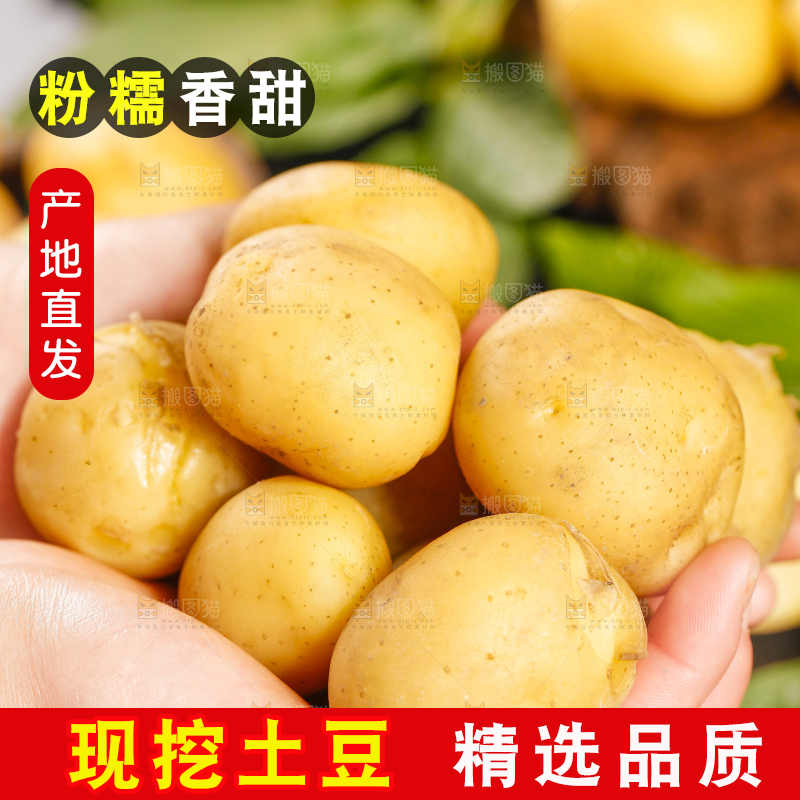 手里拿着小土豆