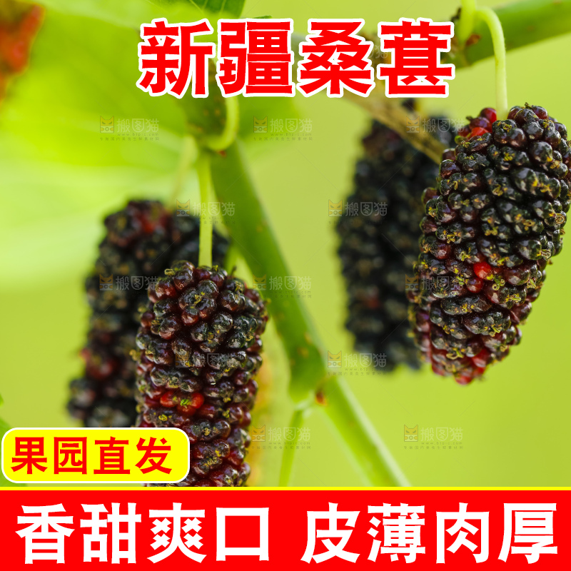 树上的桑葚