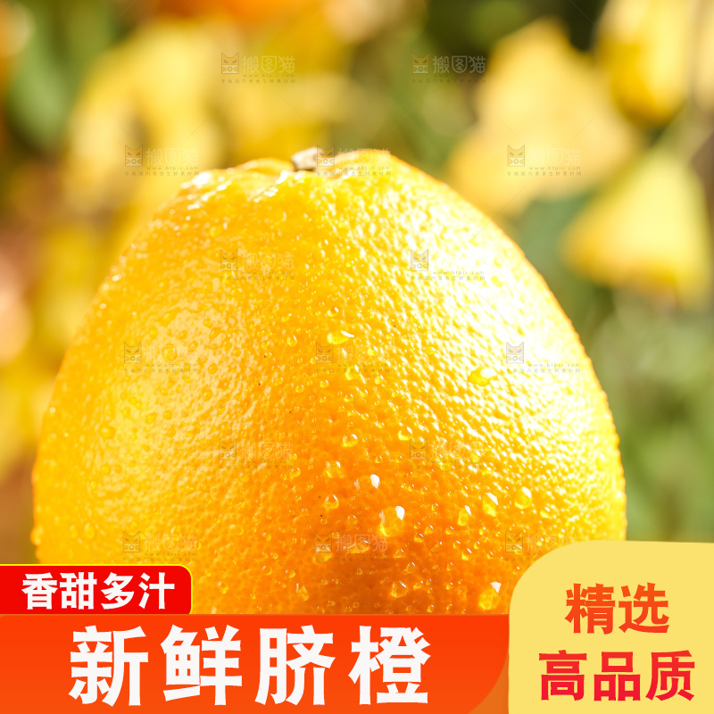 叶子上的新鲜脐橙