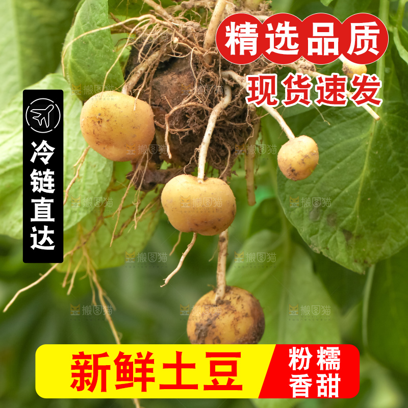 刚挖的小土豆