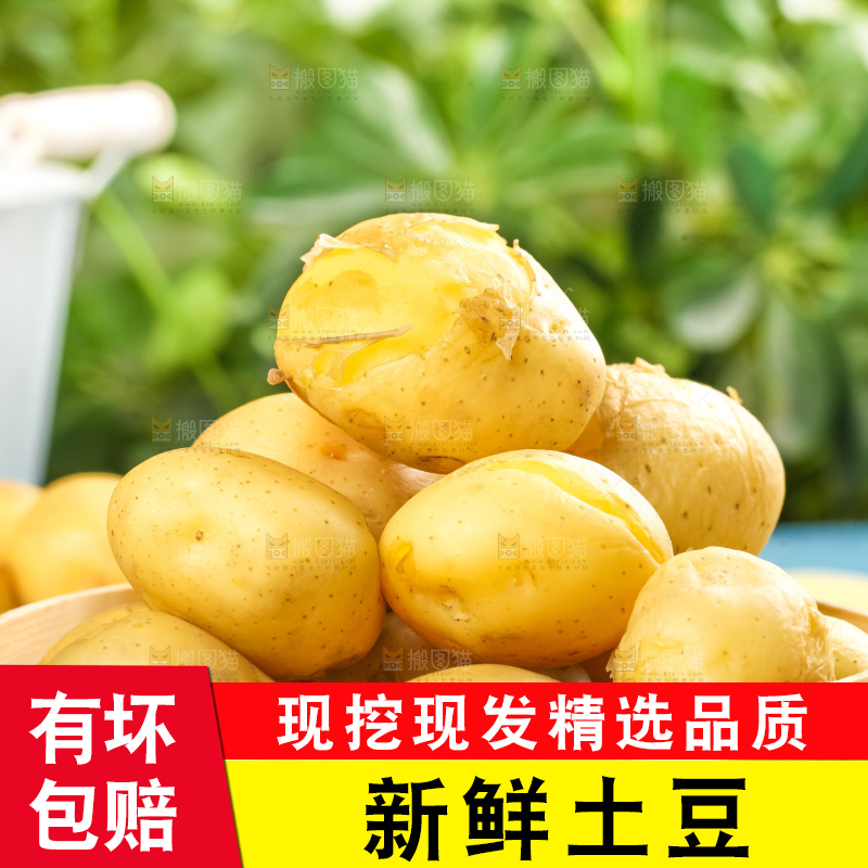 竹笼里的小土豆