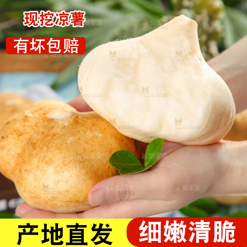 手里拿着广西白凉薯