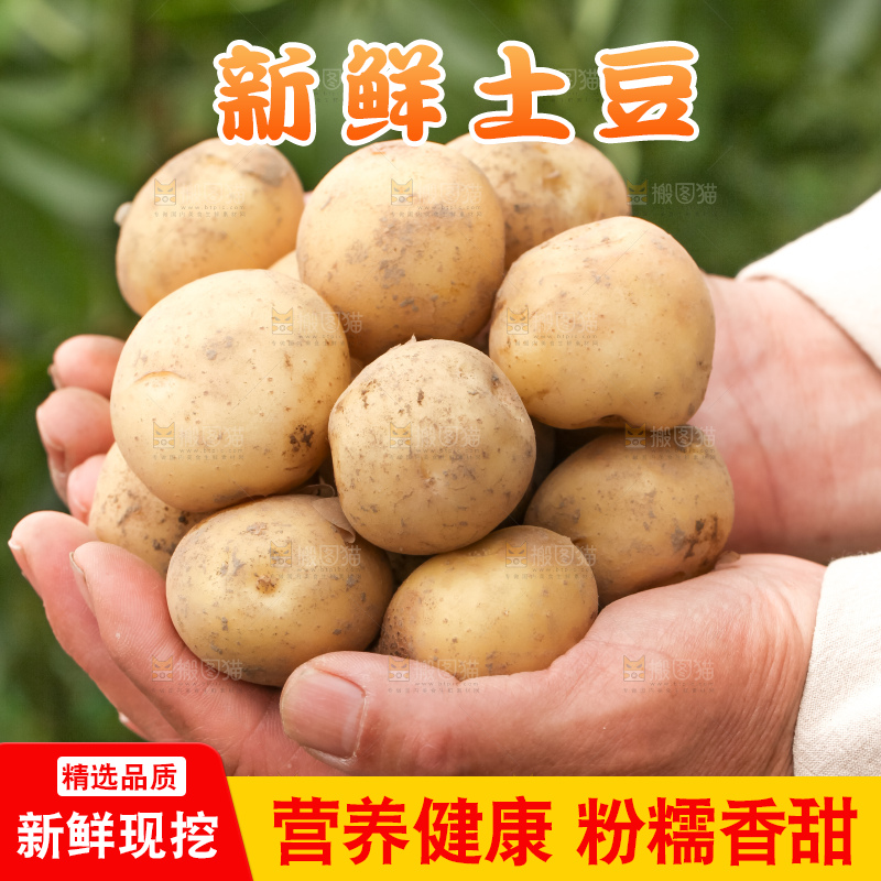 手里拿着云南小土豆