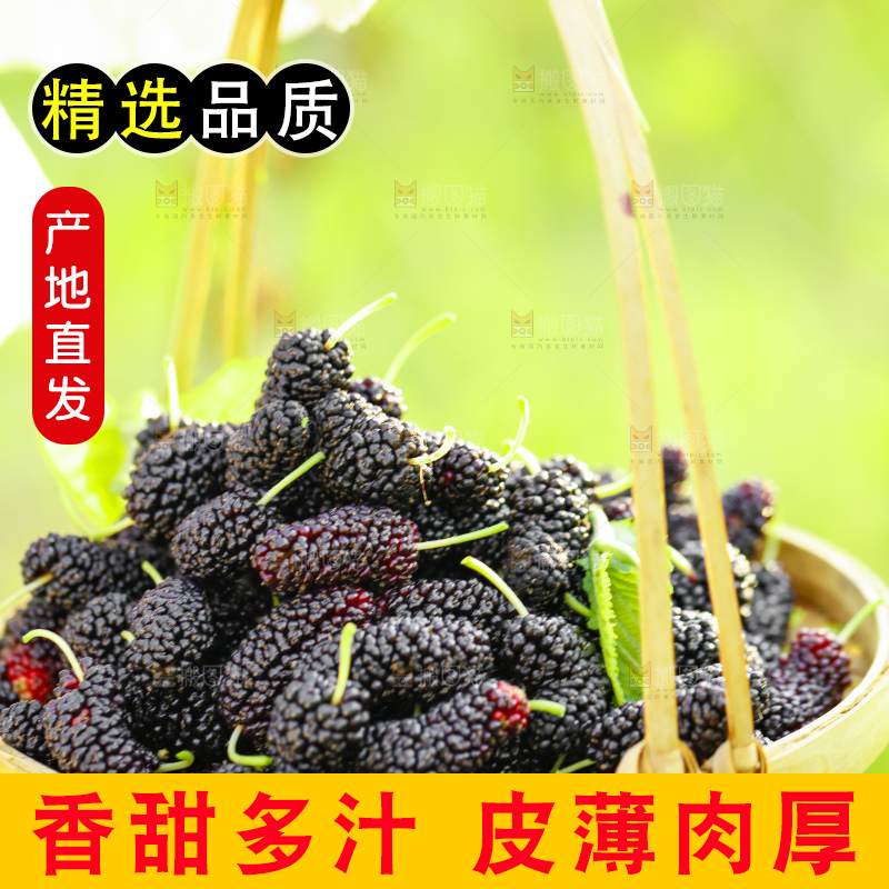 竹篮里装着桑葚