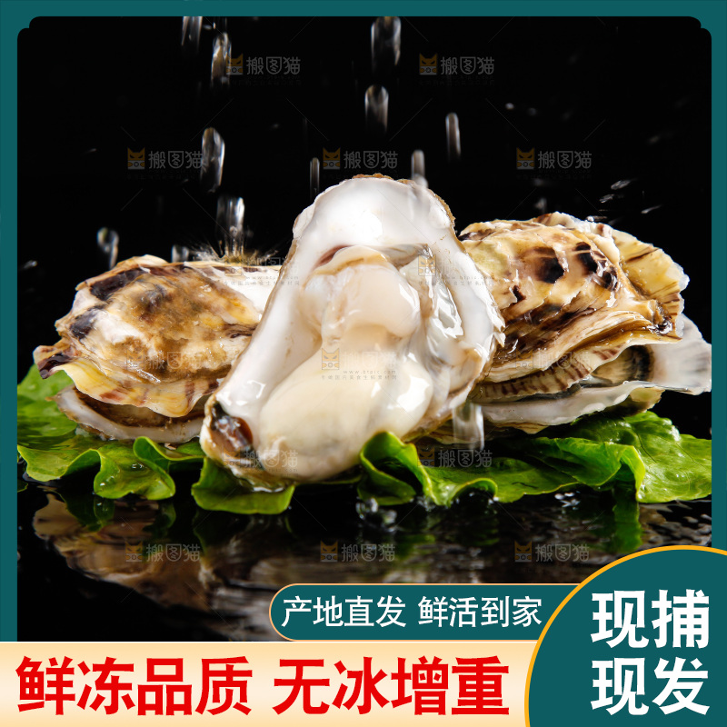 深底上放着牡蛎