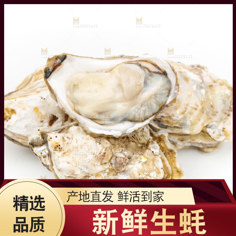 白底上的生蚝