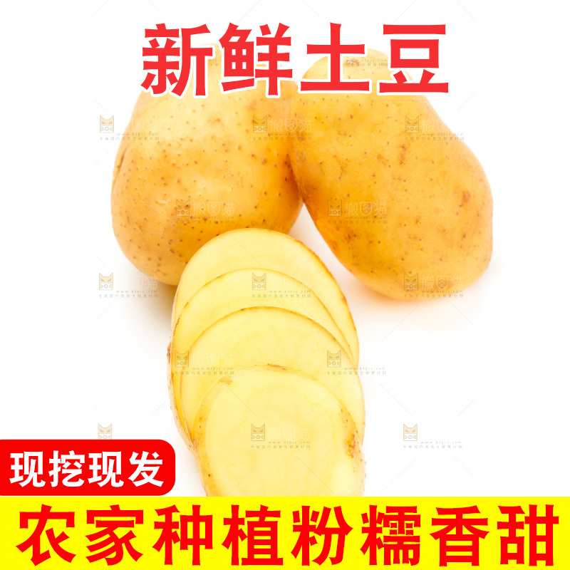 新鲜土豆放在白底上