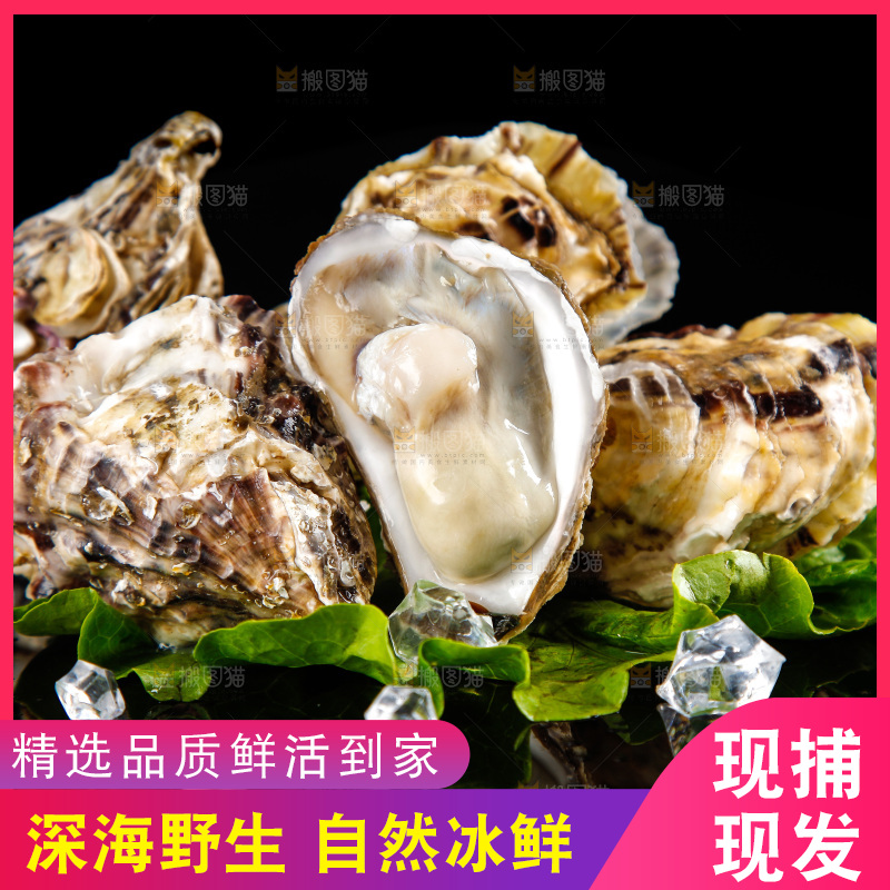 黑底上放着生蚝