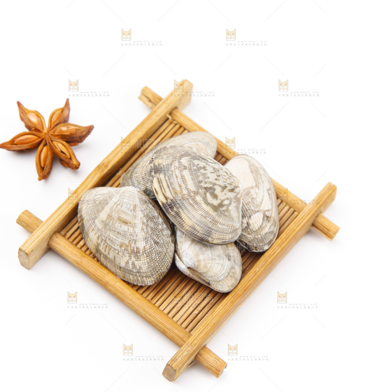 浅底上的花蛤