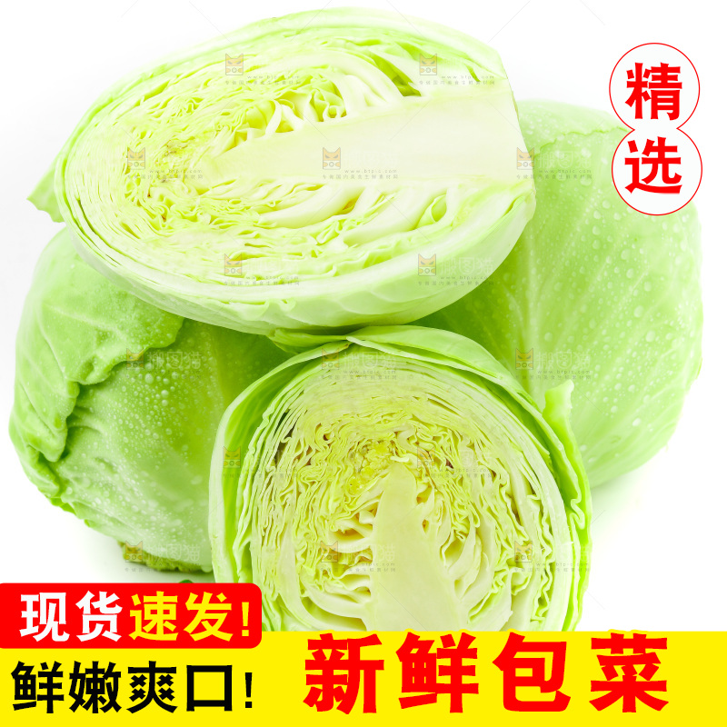 新鲜包菜放在白底上