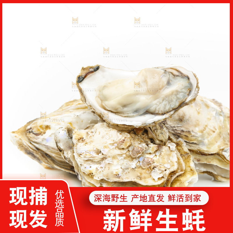 白底上的生蚝