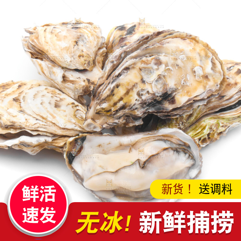 浅底上的生蚝