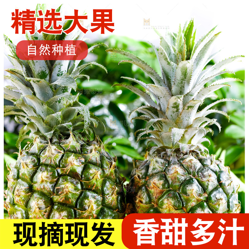 云南香水小菠萝放在白底上