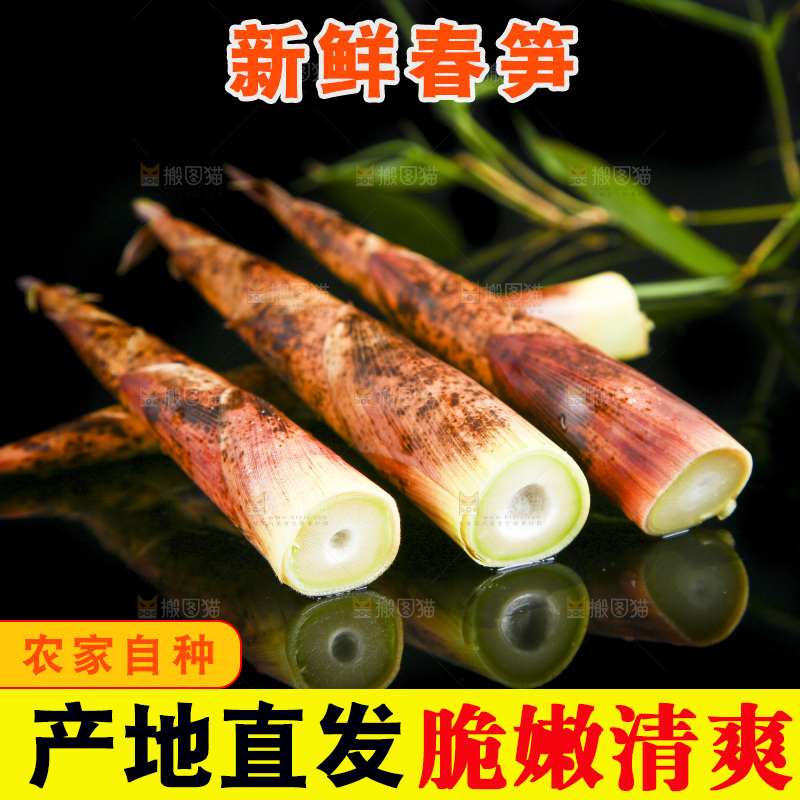 黑底上的春笋