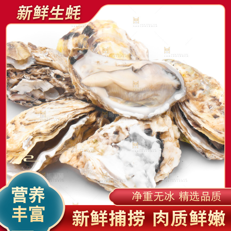 浅底上的生蚝