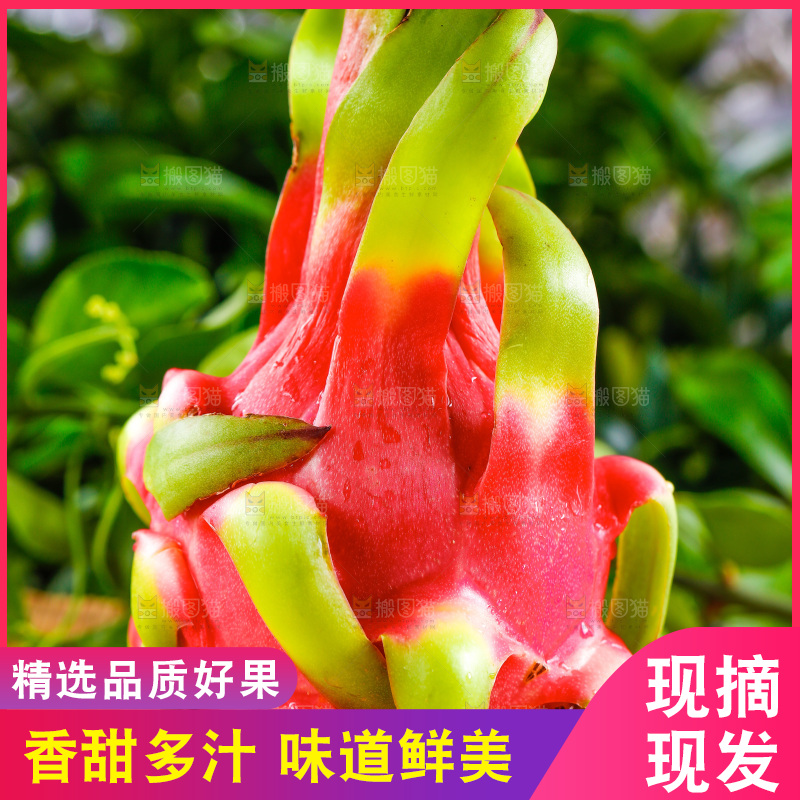 木底上放着海南红心火龙果