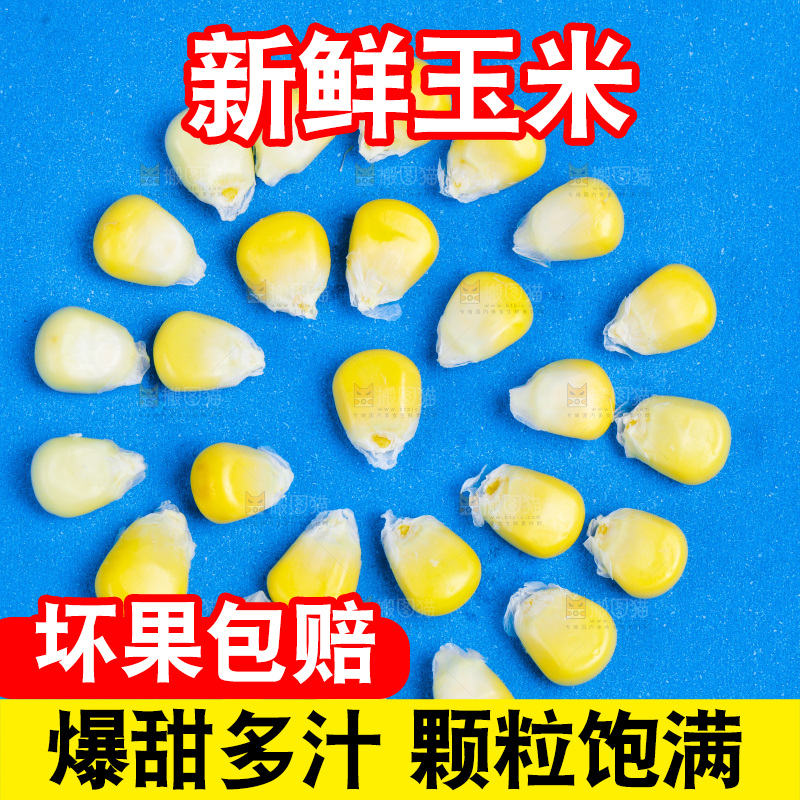 蓝底上放着云南水果甜玉米