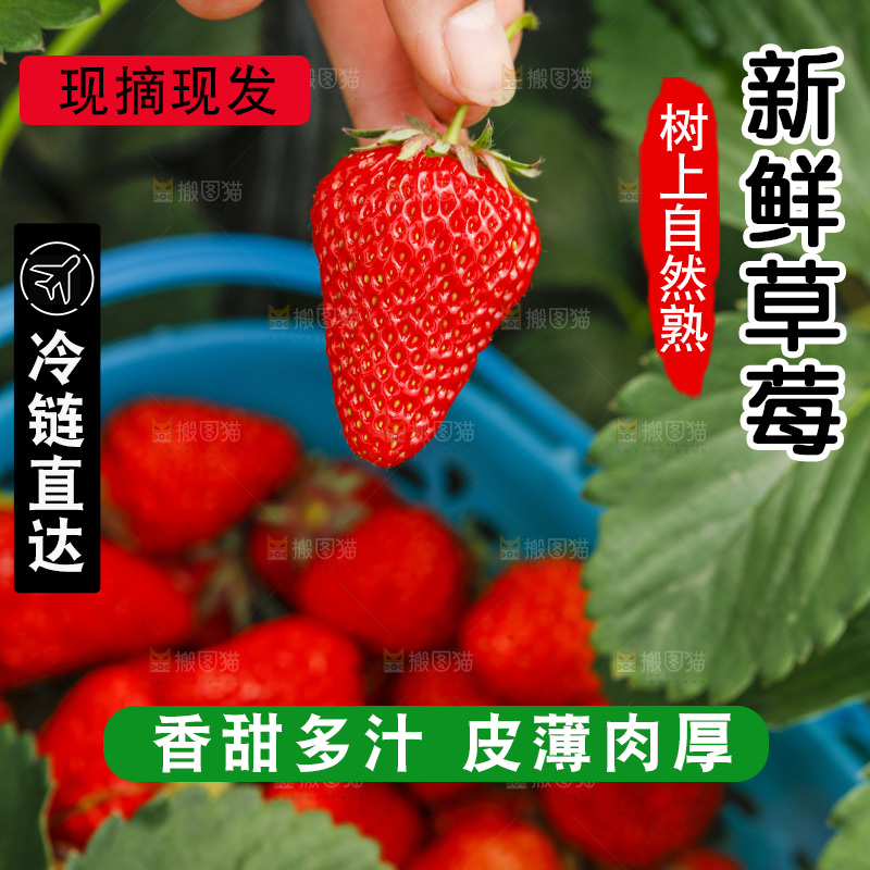 手拿新鲜草莓