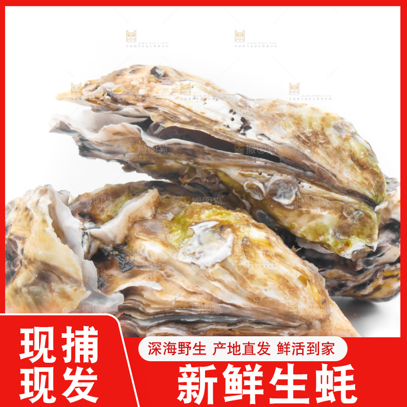 白底上放着海蛎子