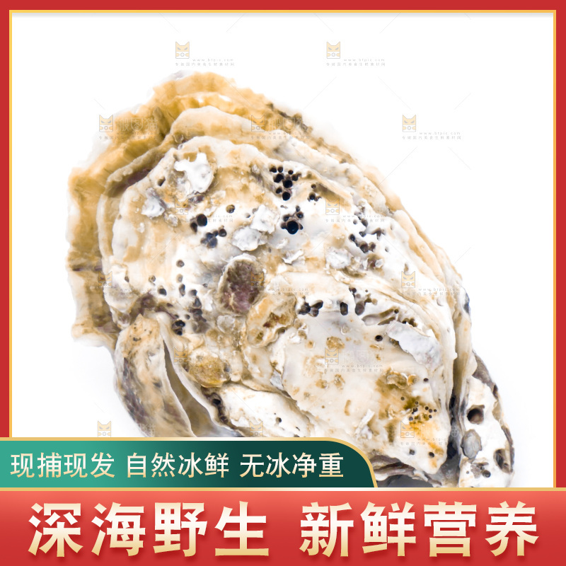 浅底上的海蛎子