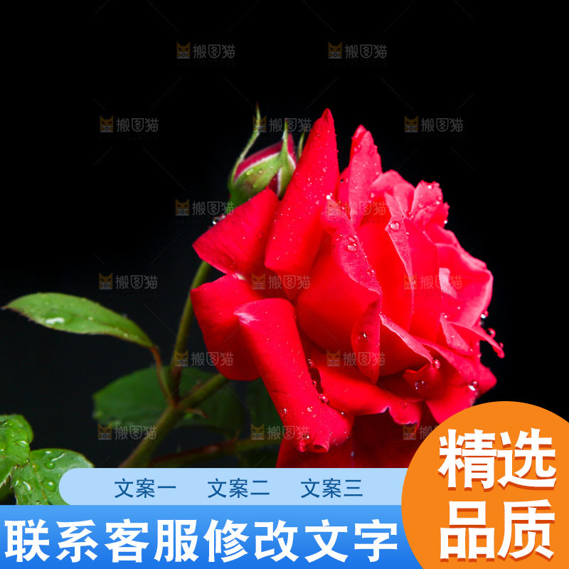 黑底上的玫瑰花