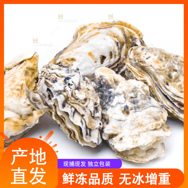 白底上放着生蚝