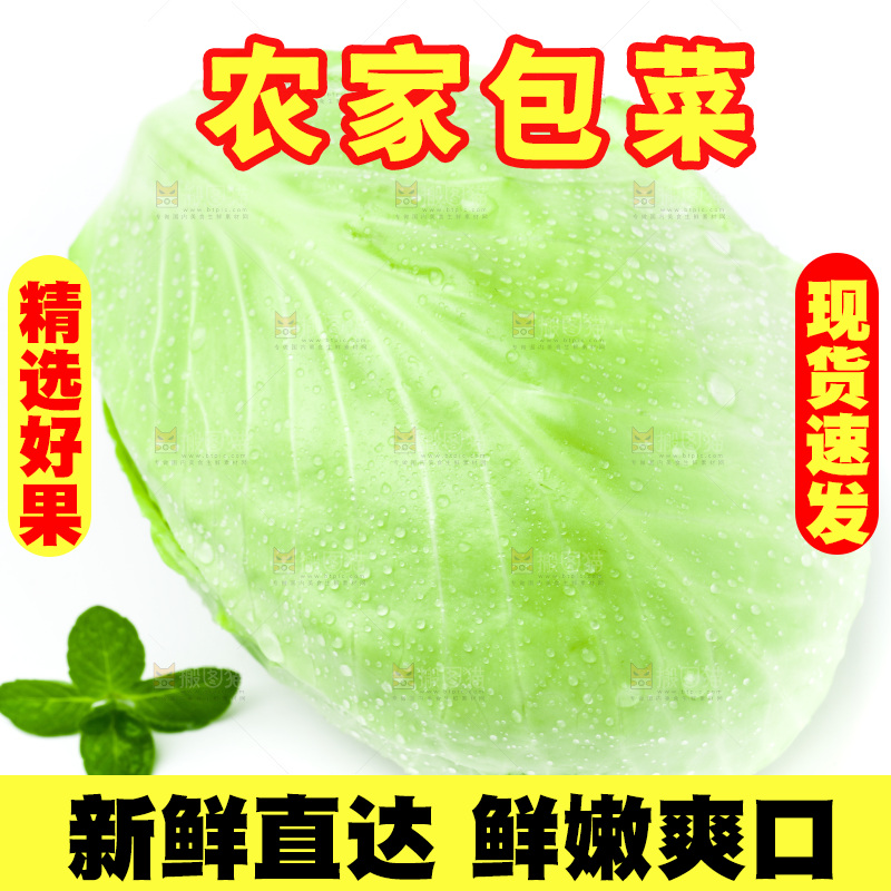 新鲜包菜放在白底上