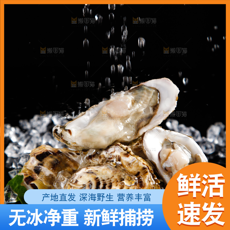 黑底上放着生蚝