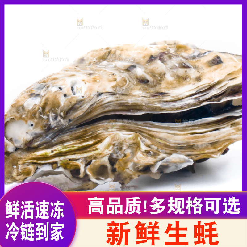 乳山生蚝放在白底上