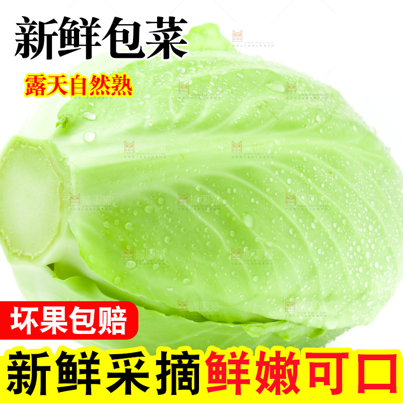 新鲜包菜放在白底上