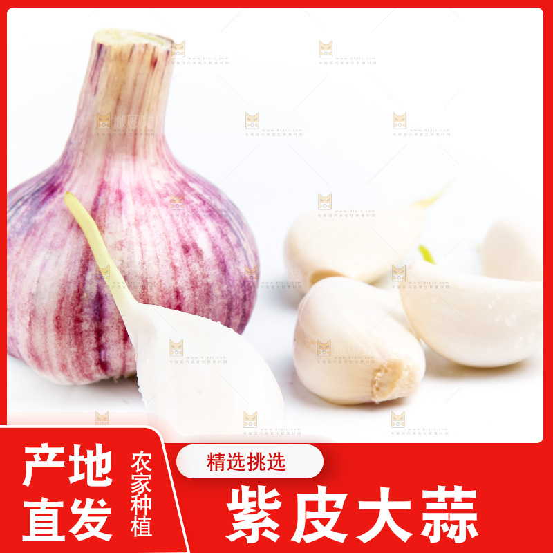 紫皮大蒜放在白底上