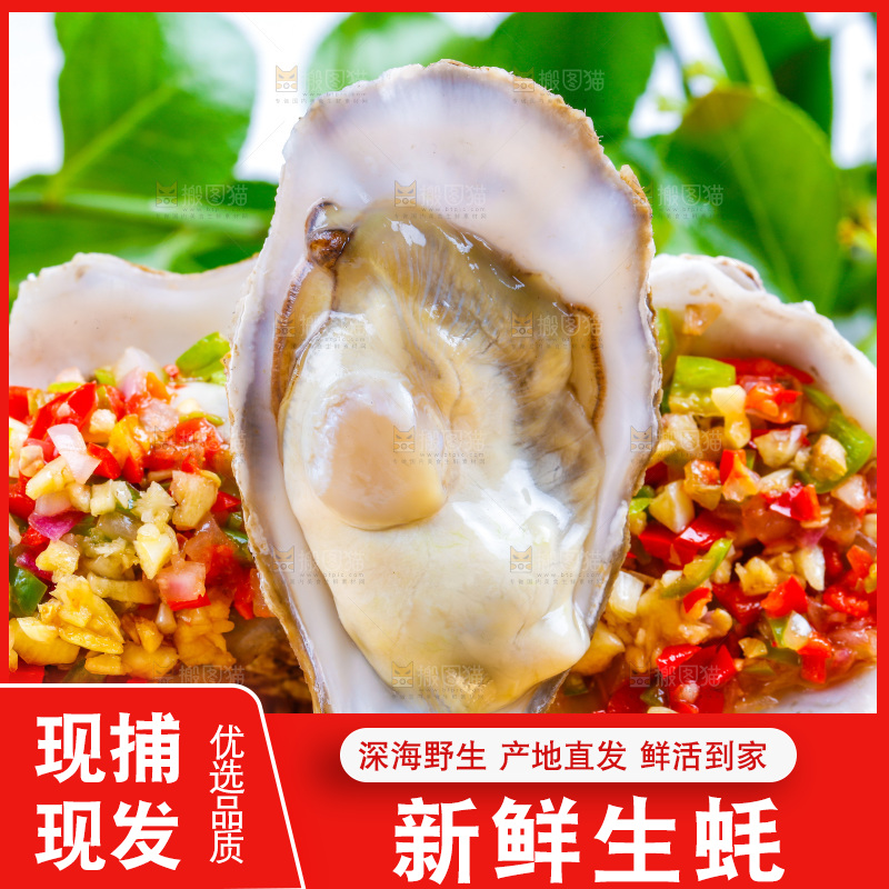 浅底上放着乳山生蚝