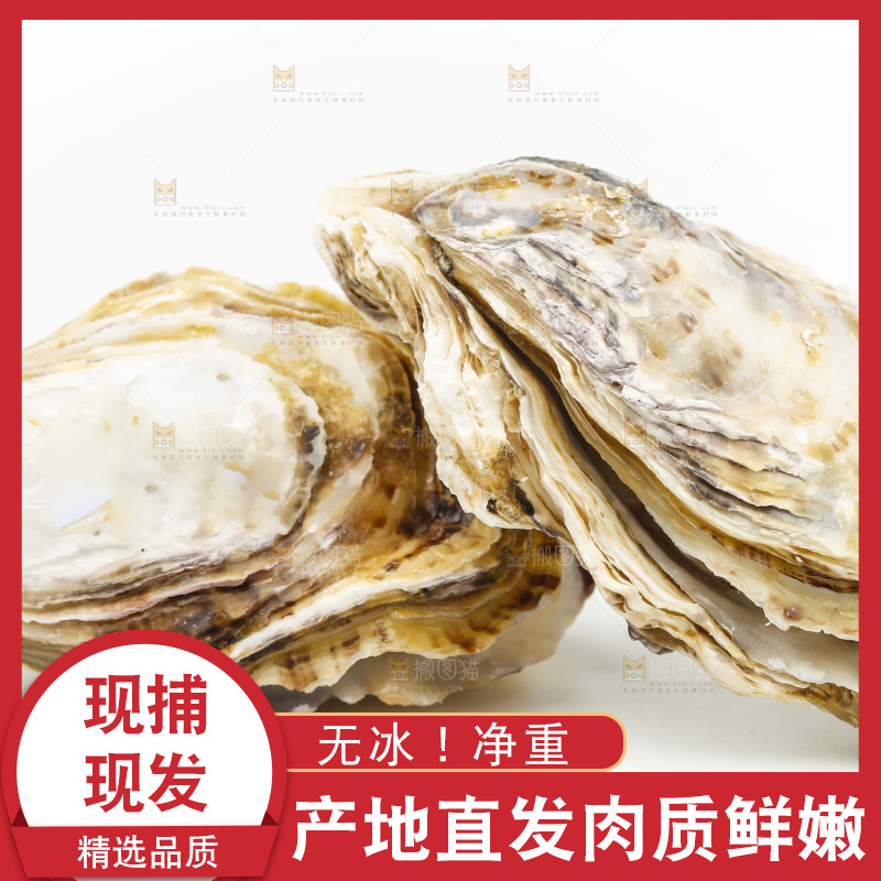 白底上的生蚝