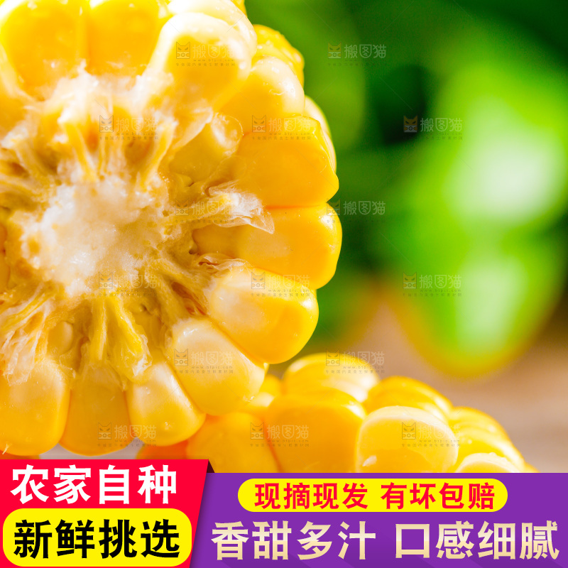 云南水果甜玉米放在木底上