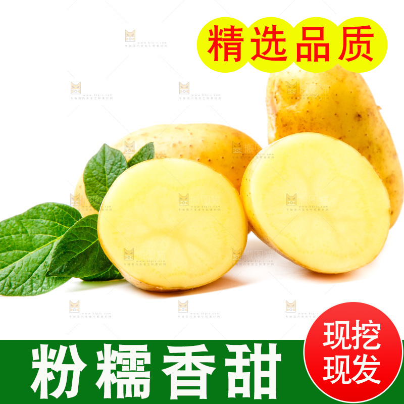 黄心土豆放在白底上