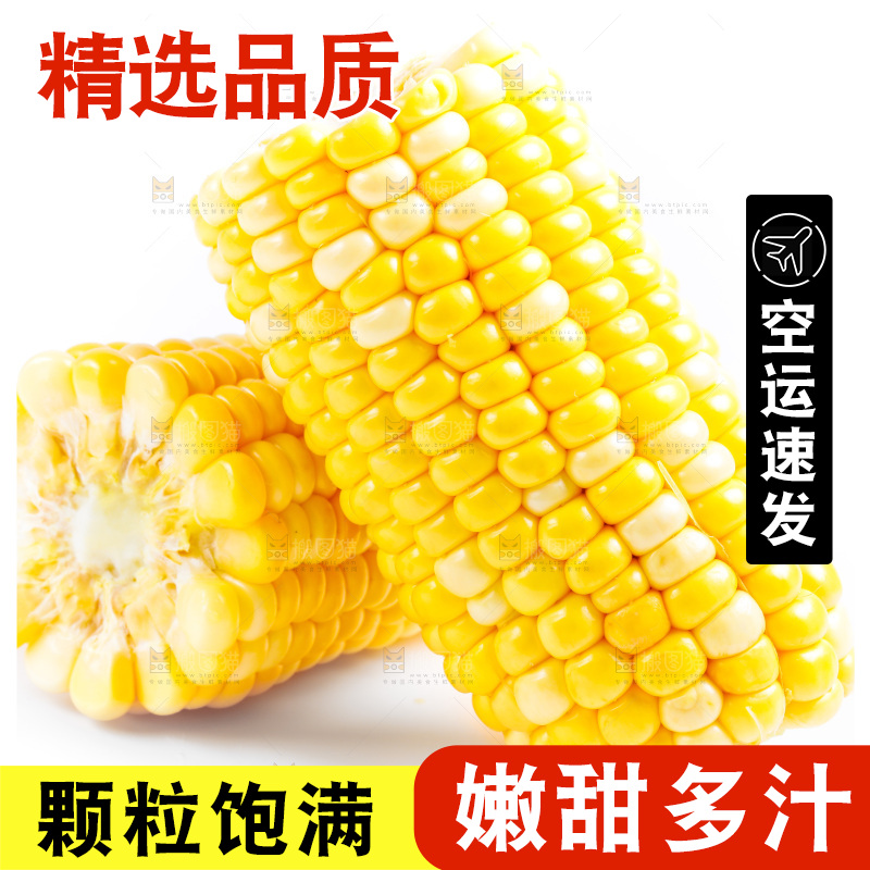 云南水果甜玉米放在白底上