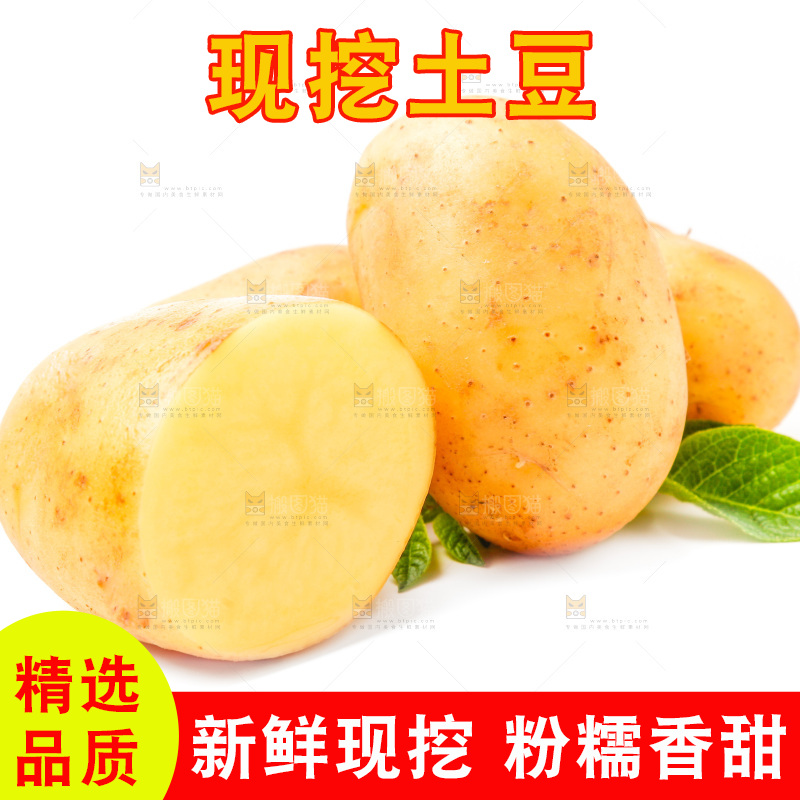 新鲜土豆放在白底上