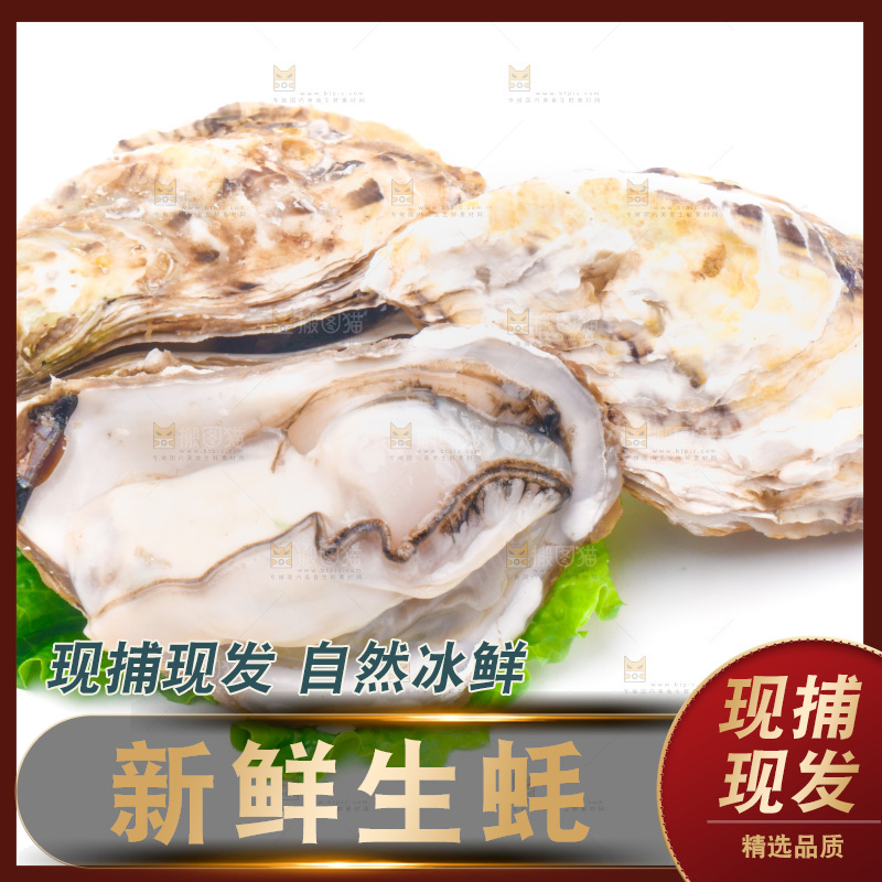 浅底上的生蚝