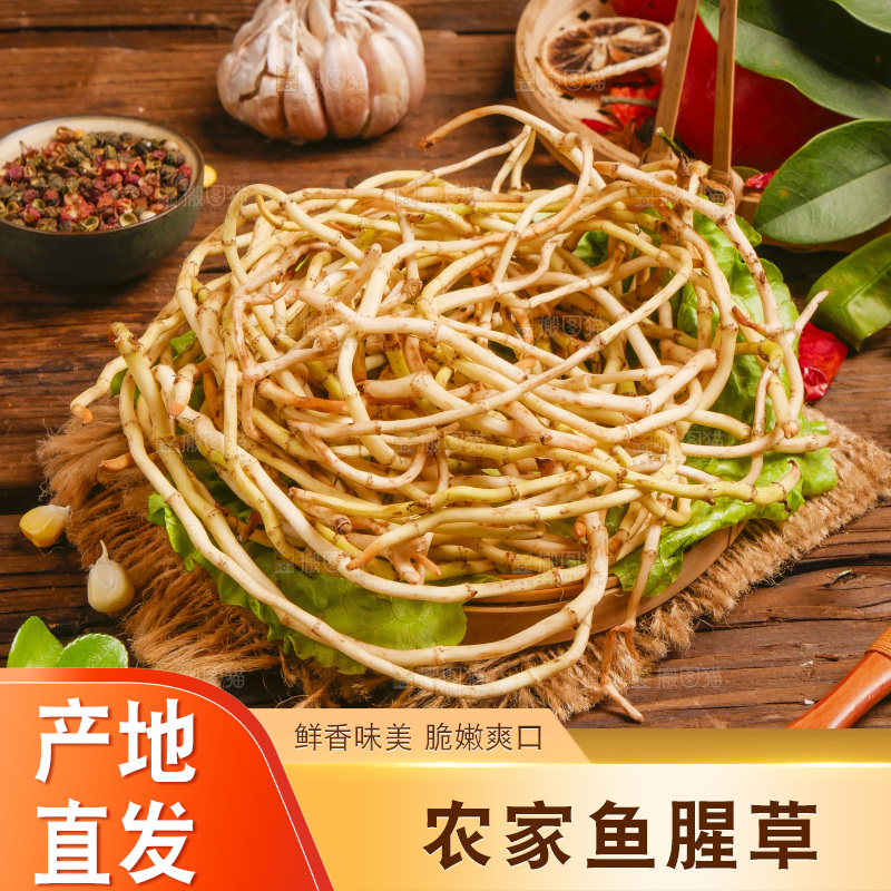 木底上的鱼腥草
