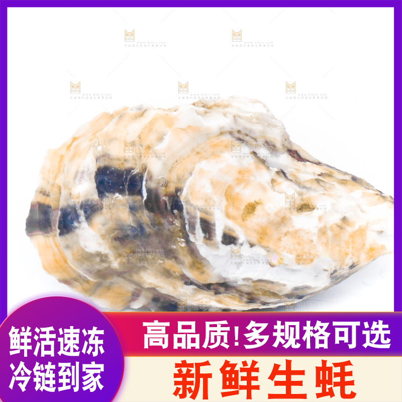 乳山生蚝放在白底上